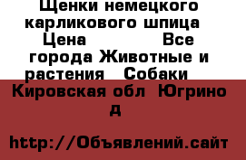Щенки немецкого карликового шпица › Цена ­ 20 000 - Все города Животные и растения » Собаки   . Кировская обл.,Югрино д.